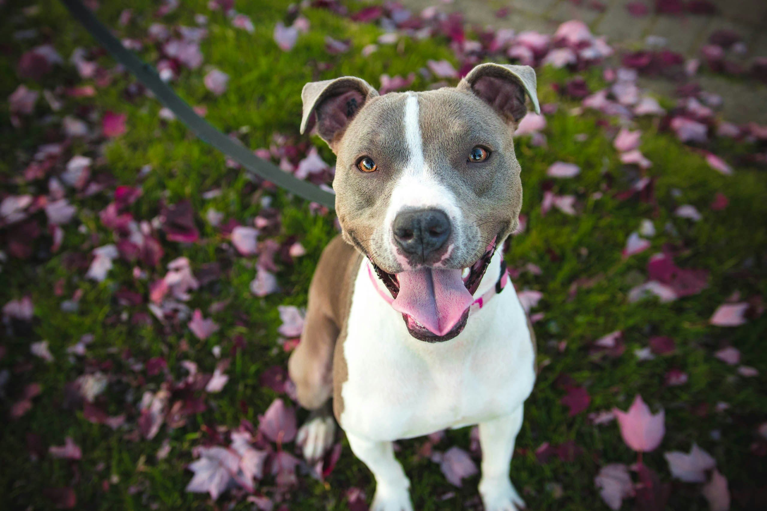 Perro de raza Potencialmente Perfecta