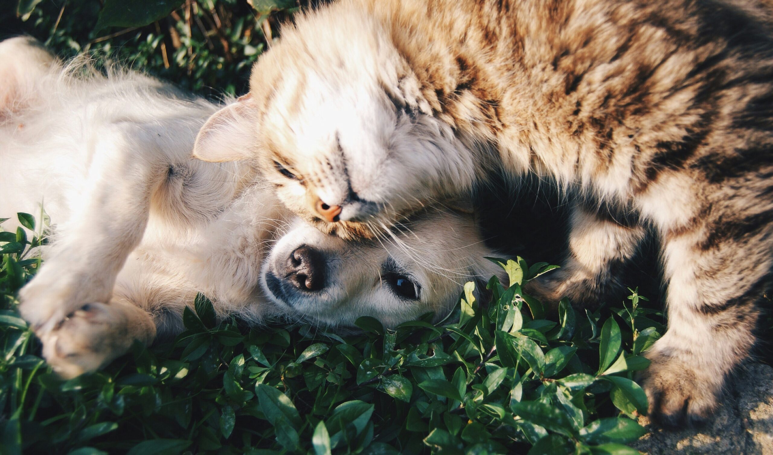 Perro y gato