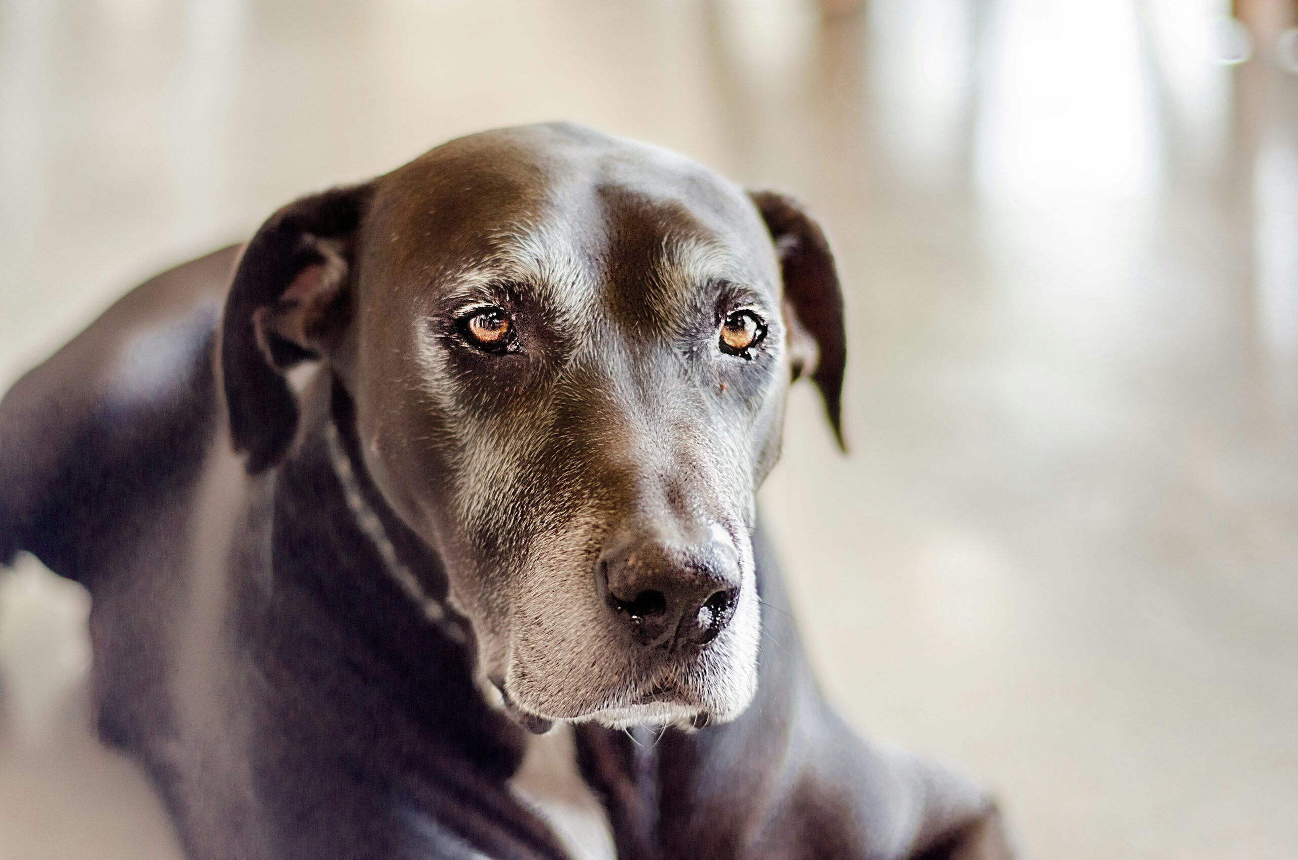 Perro geriátrico