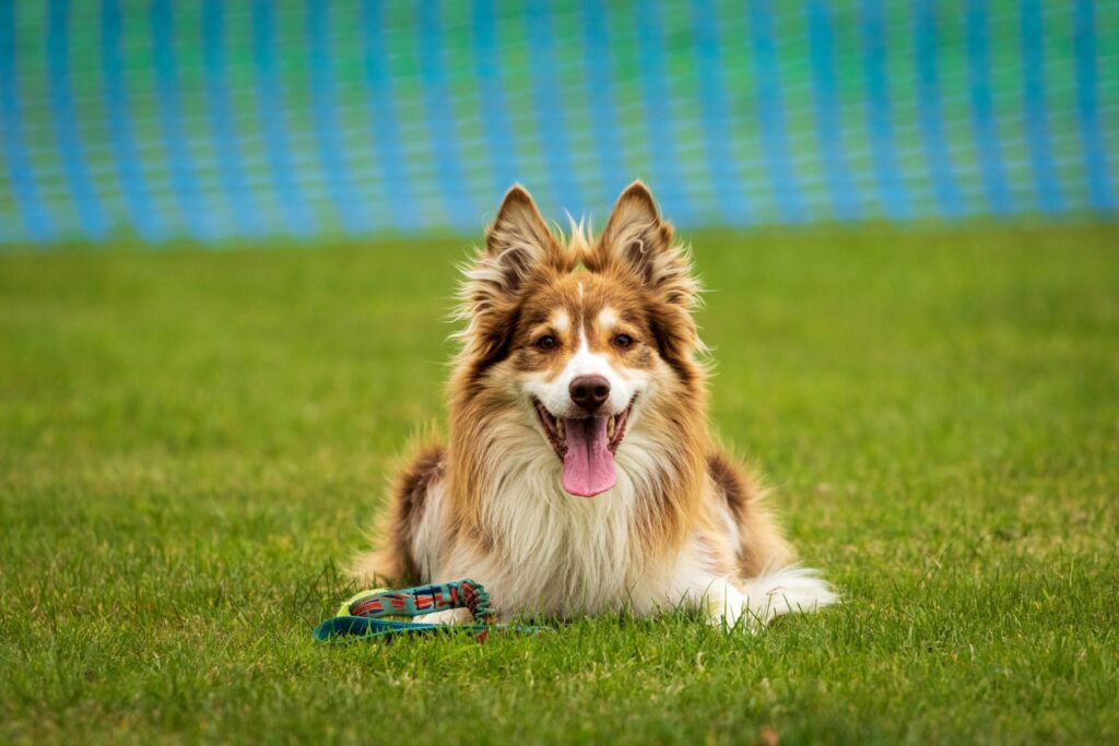 perro preparado para entrenar