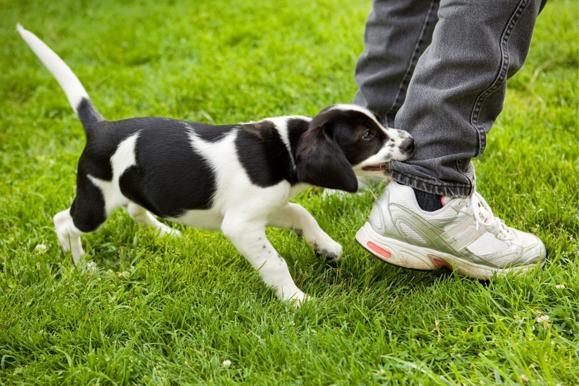Cachorro mordiendo zapatilla