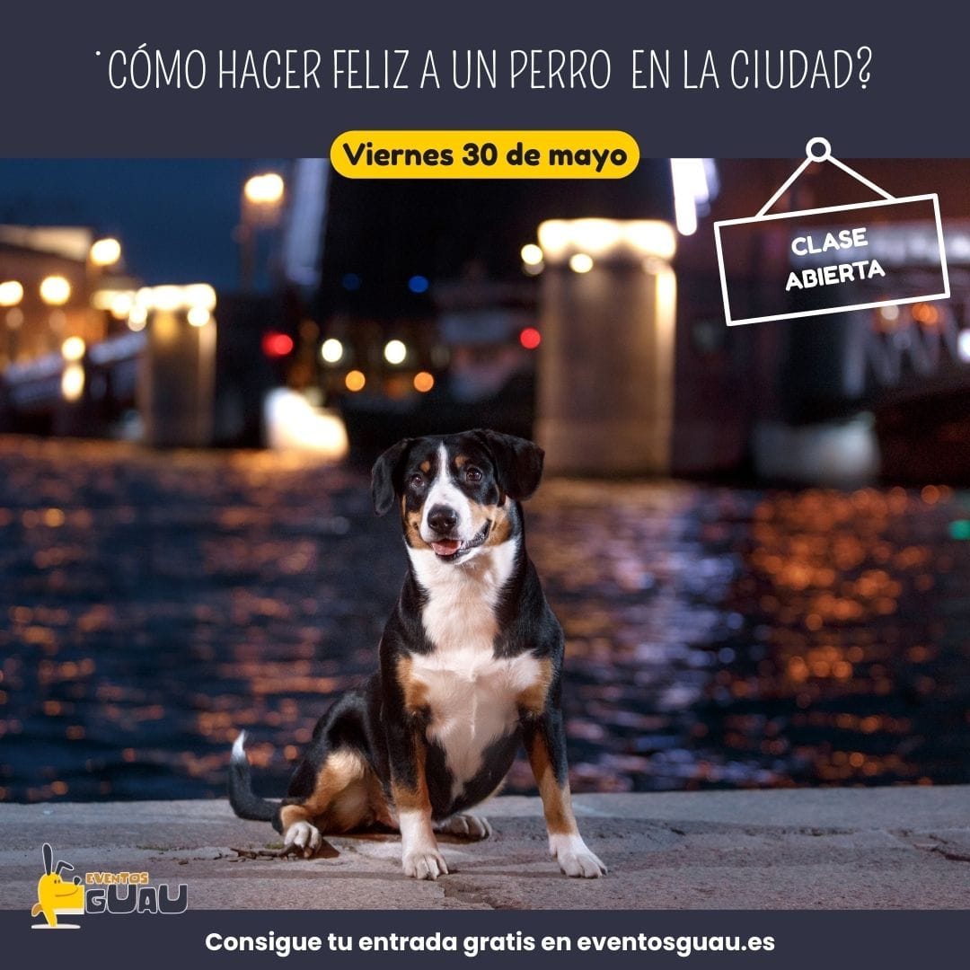 Perrodeciudad