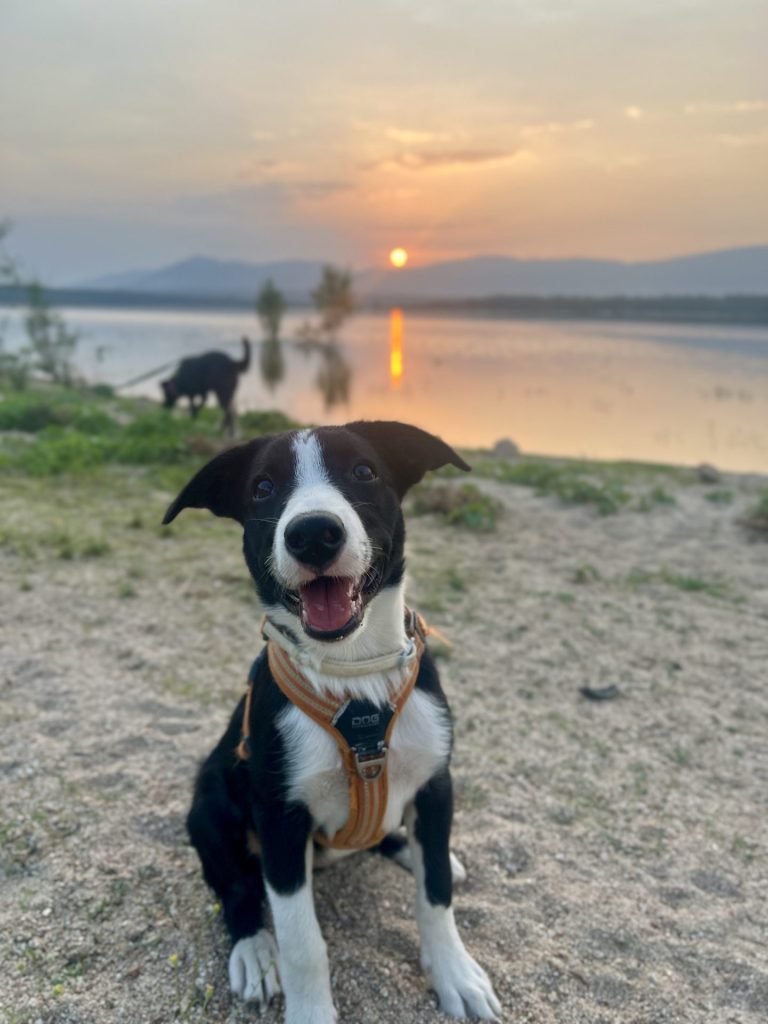 a dog sitting on sand with a lake and mountains in the background