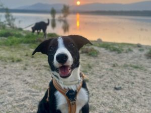 a dog sitting on sand with a lake and mountains in the background