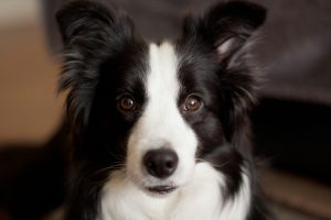 a close up of a dog