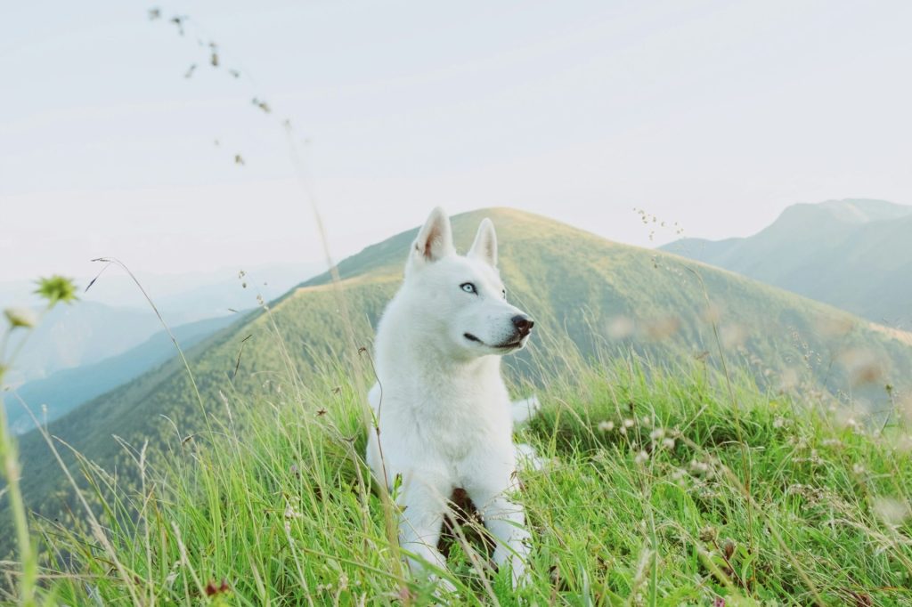 perro en el campo