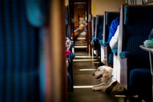 perro tranquilo en el tren