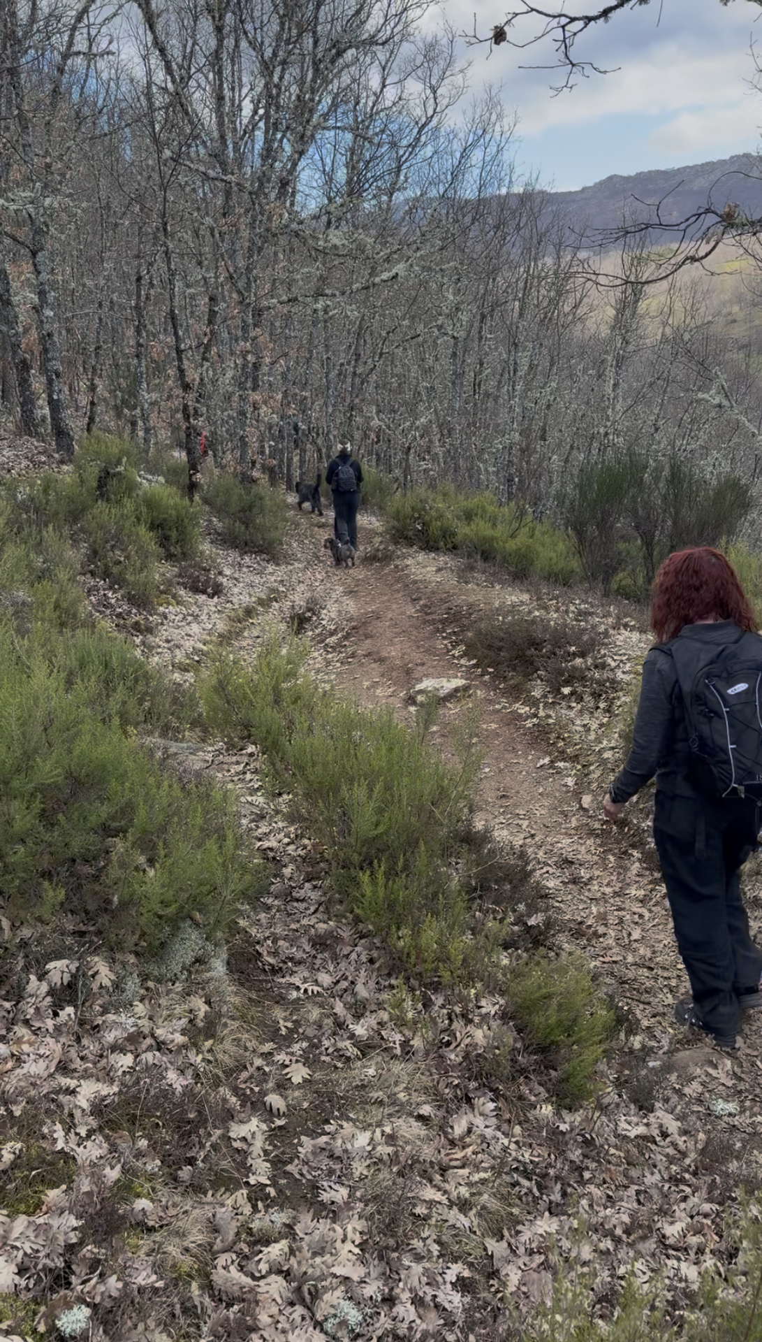 Caminata con perros en un entorno natural