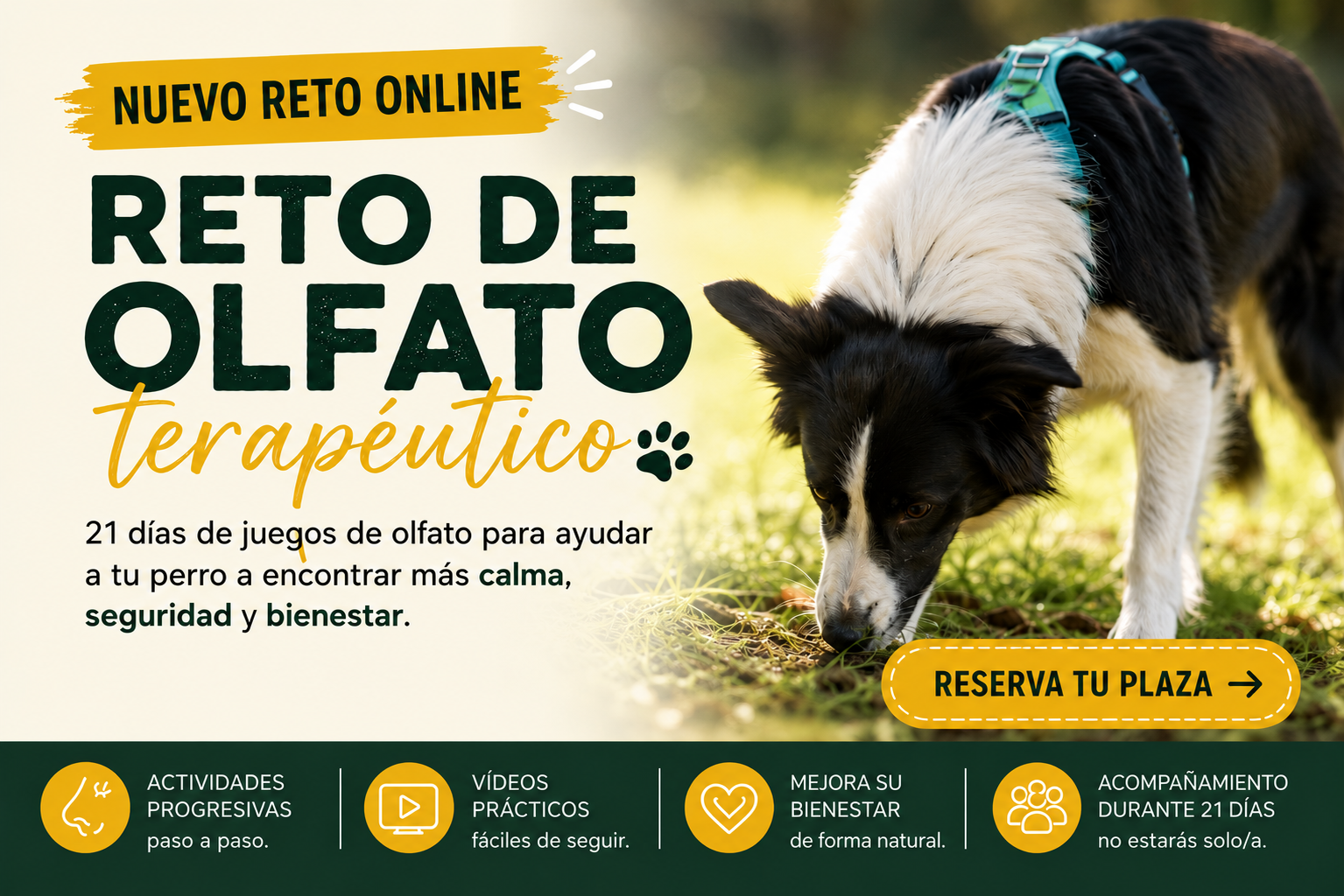 Perro olfateando durante el Reto de Olfato Terapéutico